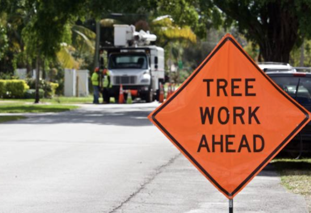 tree removal Buena Park ca