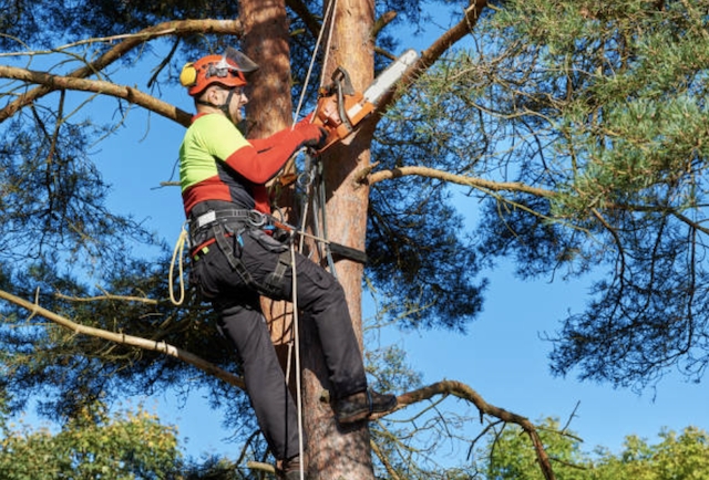 tree pruning orange