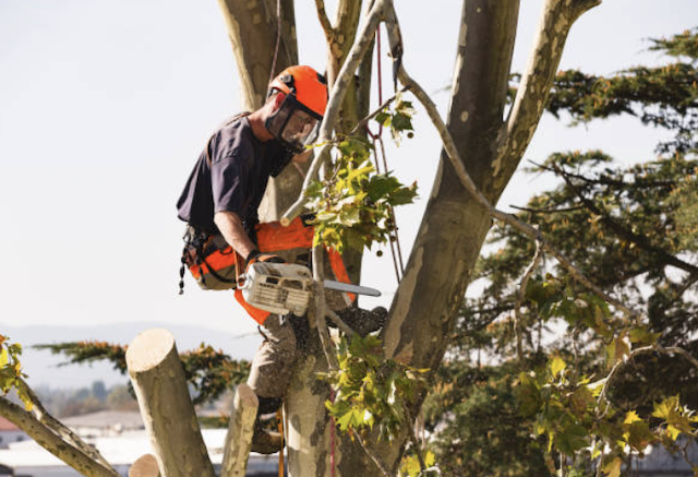 tree removal orange