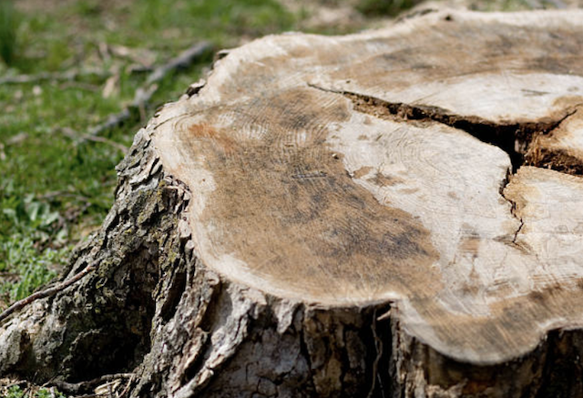 stump grinding orange ca