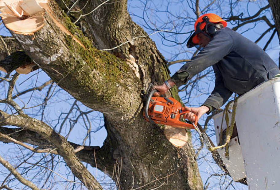 tree trimming Buena Park ca